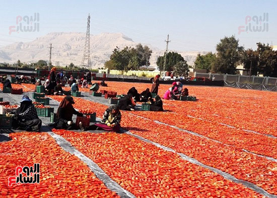 منشر-الطماطم-المجففة-ينتج-من-15-لـ20-طن-يومياً