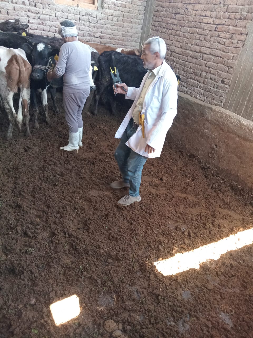 حصر الماشية وتحديد احتياجاتها بالتعاون مع رجال الطب الزراعي والبيطري