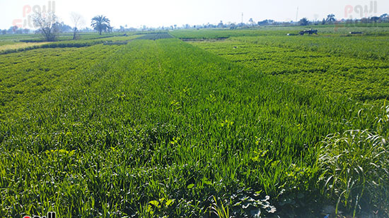 زراعة-المنيا-تدعم-محصول-القمح