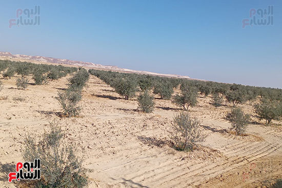 مزارع-الزيتون-وسط-سيناء