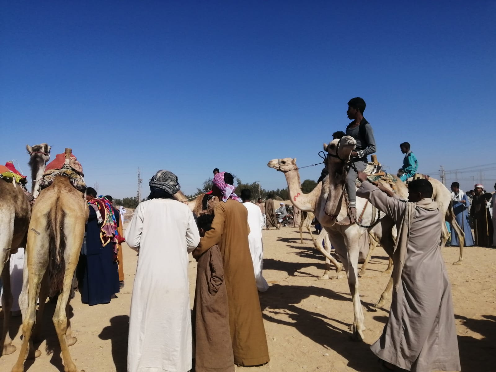 جانب من فعاليات بطولة رياضة الهجن في حجر الموساوية (3)