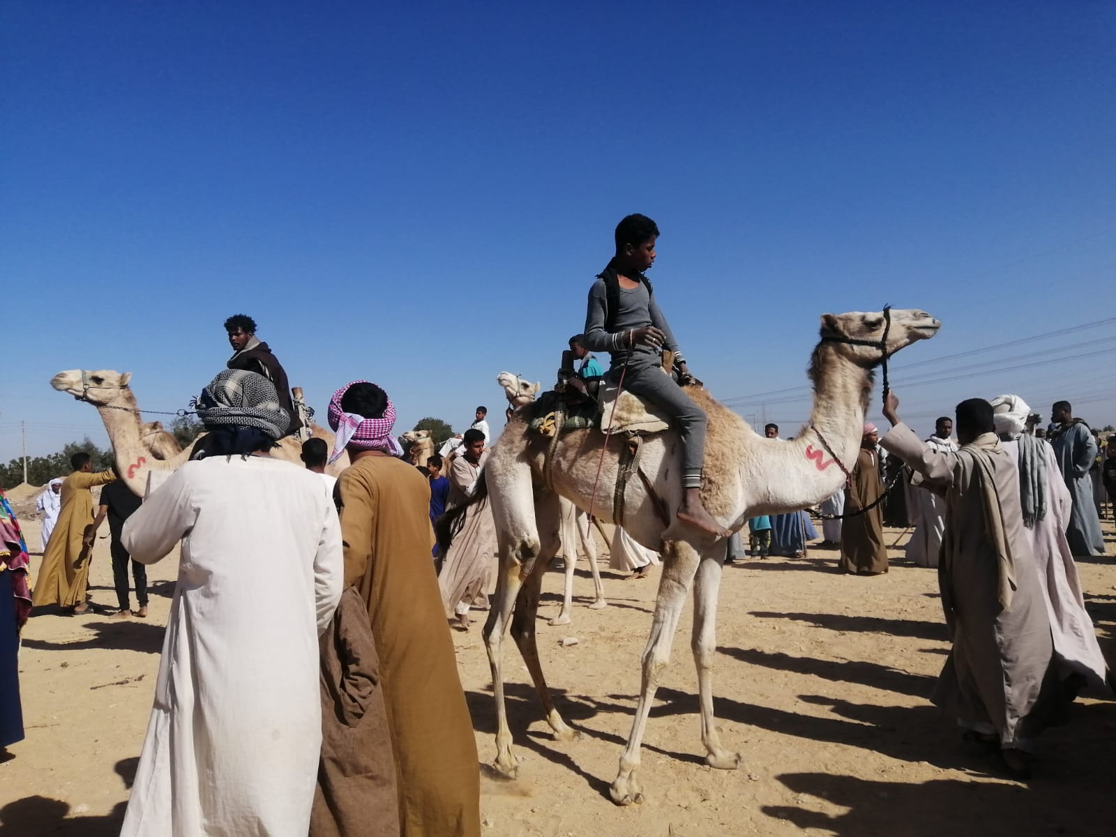 جانب من فعاليات بطولة رياضة الهجن في حجر الموساوية (2)