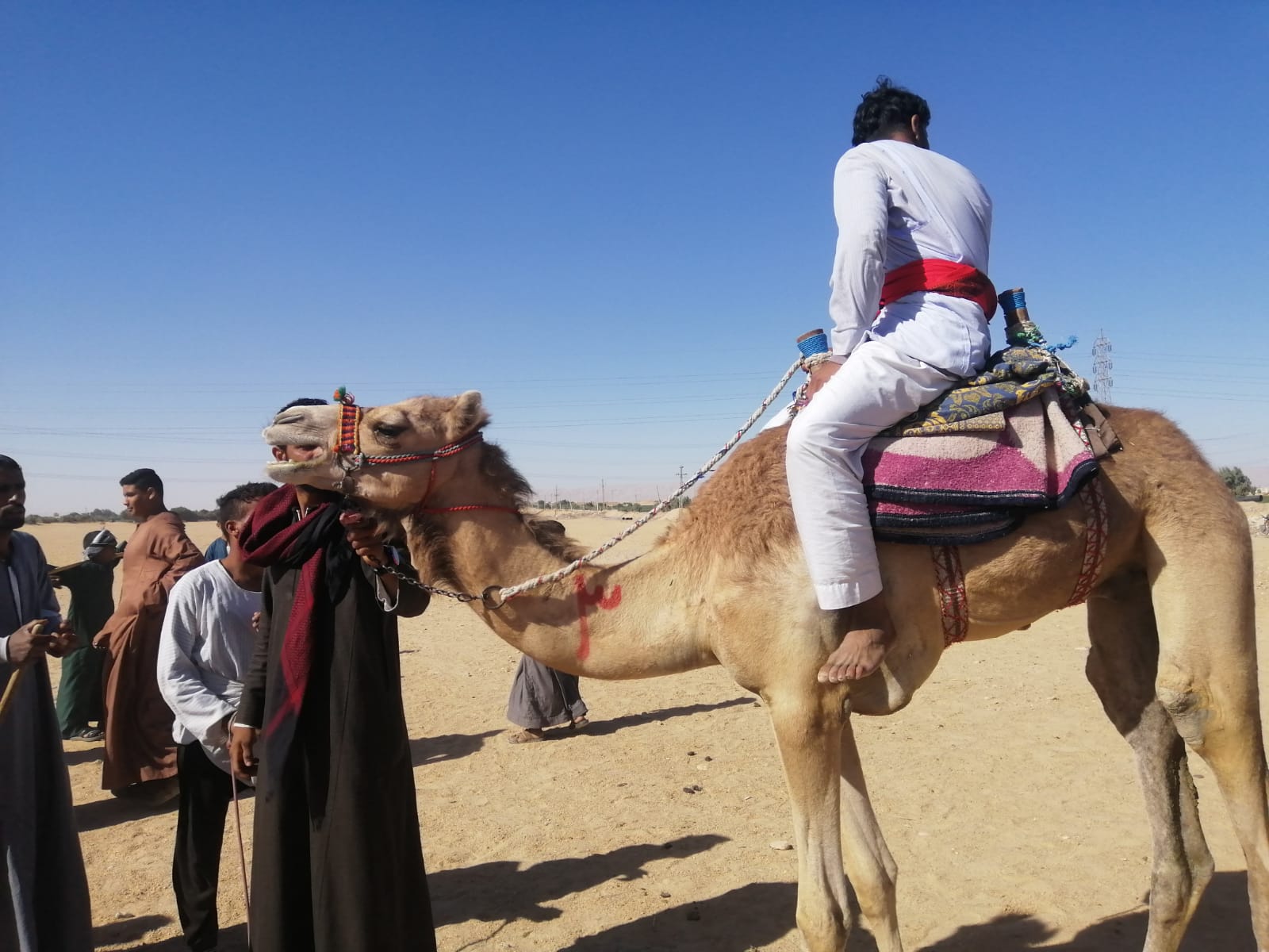 فعاليات بطولة رياضة الهجن في حجر الموسوية (1)