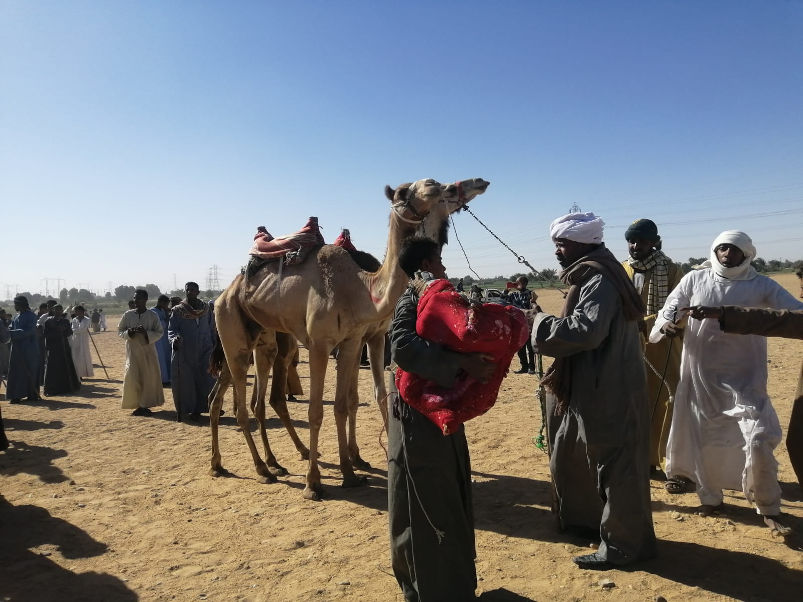 جانب من فعاليات بطولة رياضة الهجن في حجر الموساوية (1)