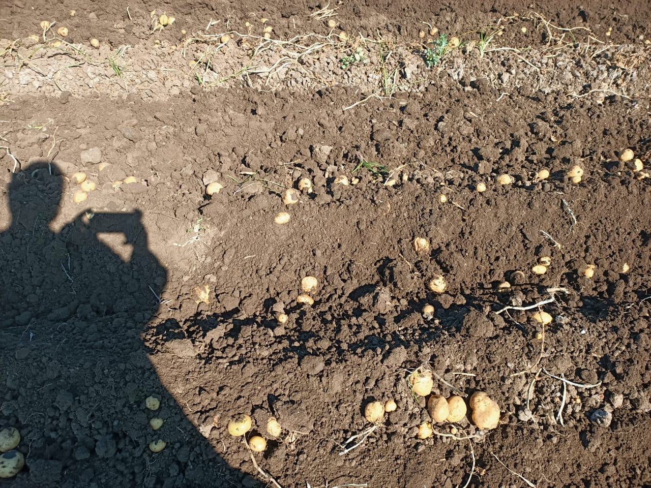 موسم حصاد البطاطس بغيطان المنوفية (4)