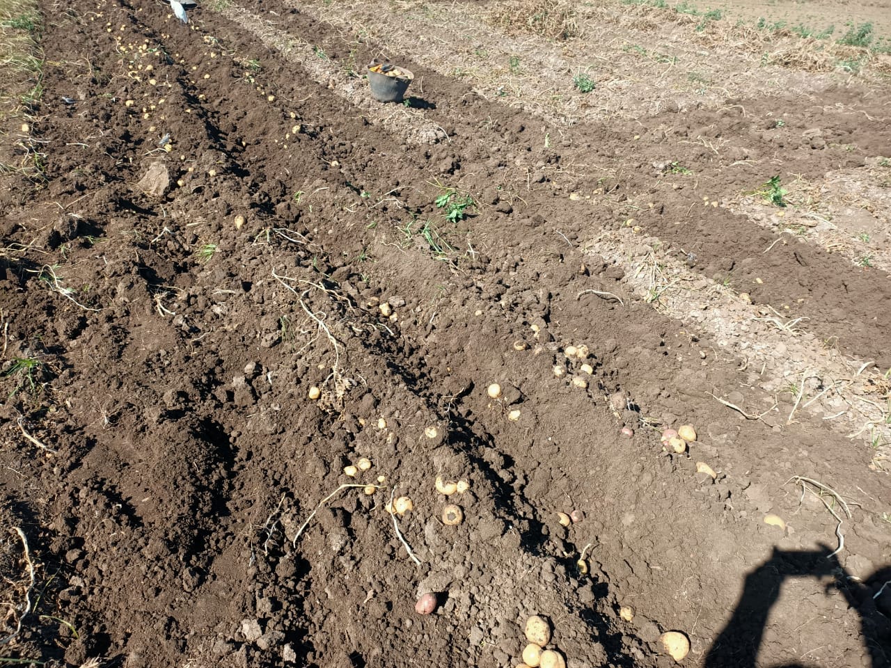 موسم حصاد البطاطس بغيطان المنوفية (1)