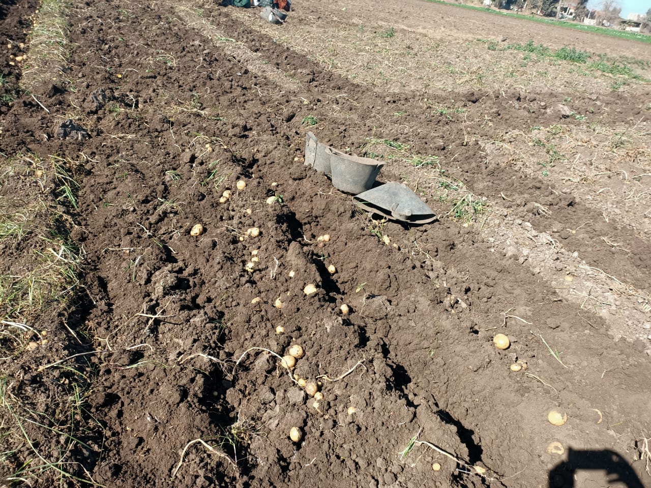 موسم حصاد البطاطس بغيطان المنوفية (2)