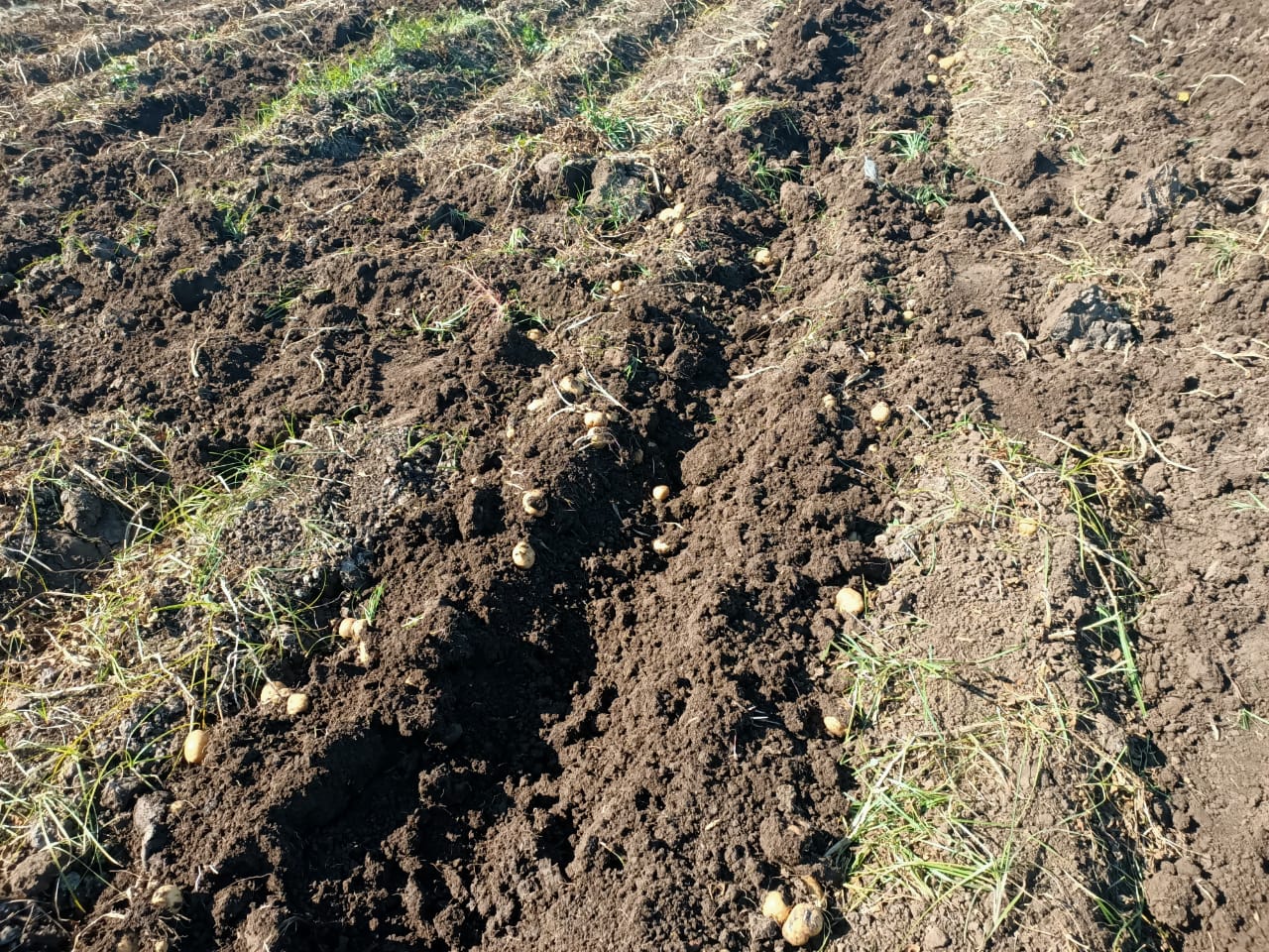 موسم حصاد البطاطس بغيطان المنوفية (3)