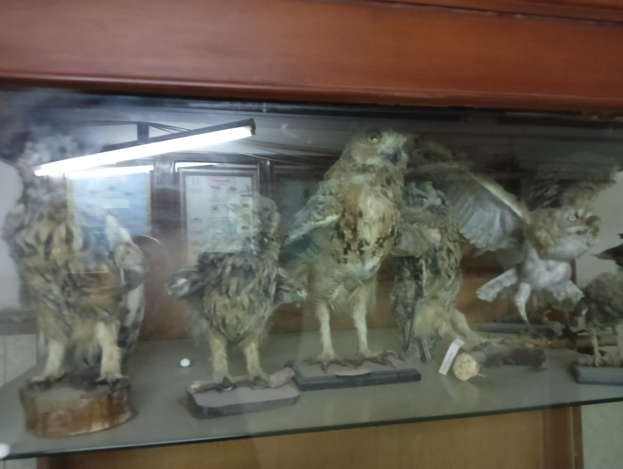متحف الحيوانات البرية والحشرات بكلية الزراعة (2)