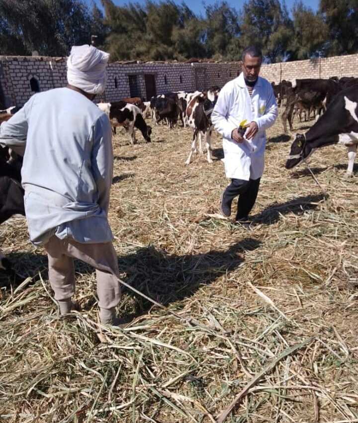 حملات مكثفة ولجان متنوعة من الطب البيطرى لفحص الماشية