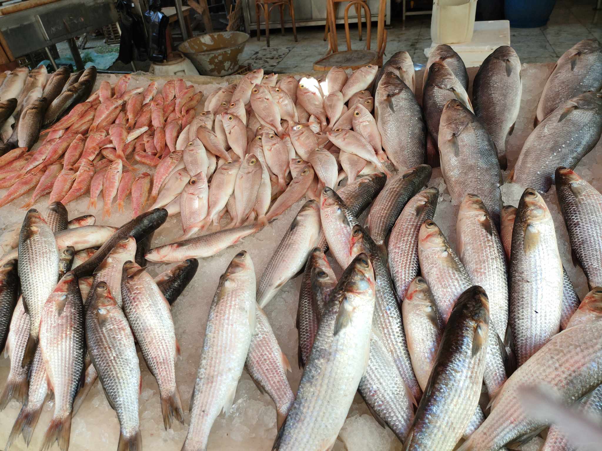 الاسماك في أسواق الإسكندرية اول ايام رمضان