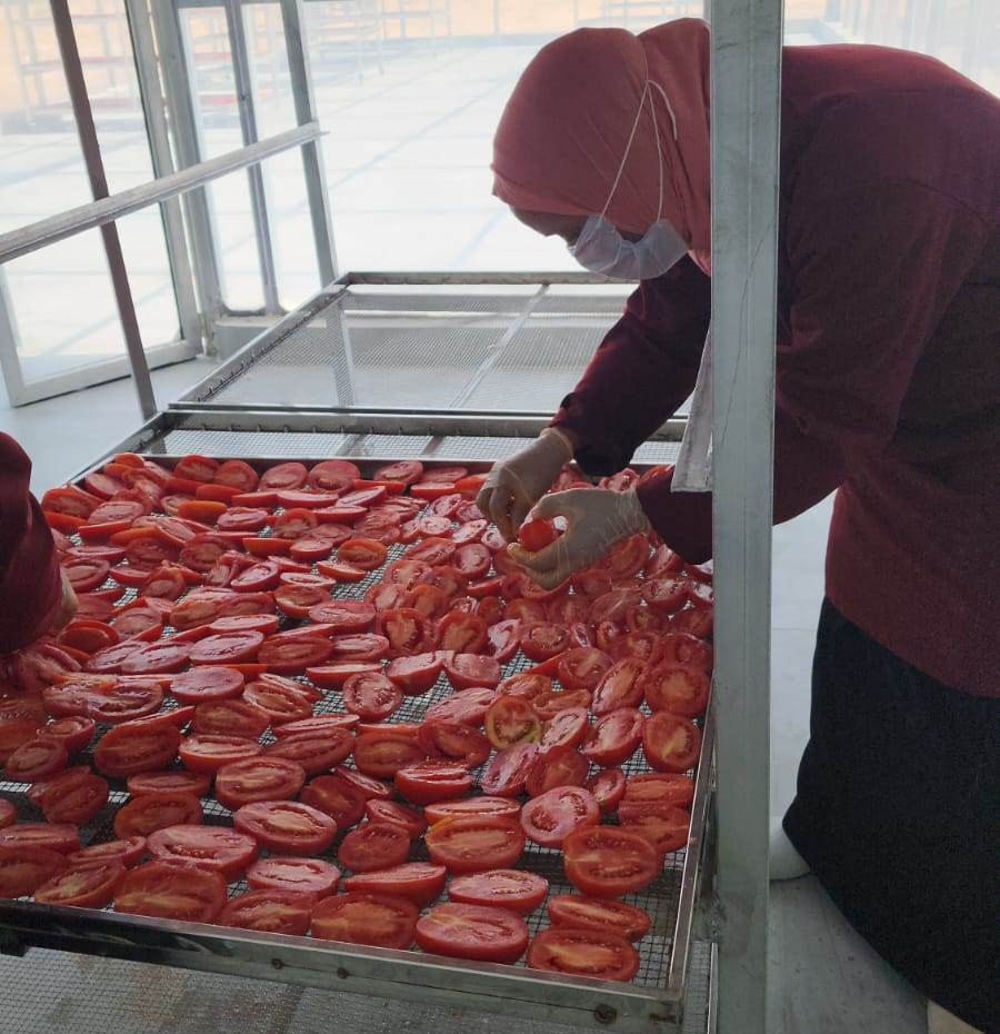الفتيات خلال وضع الطماطم على المناشر للتجفيف