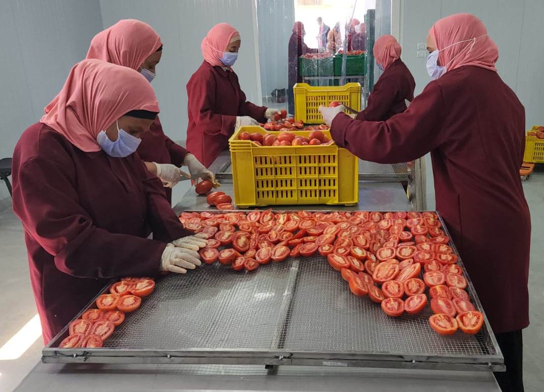 الفتيات فى محطات التجفيف خلال فرز الطماطم
