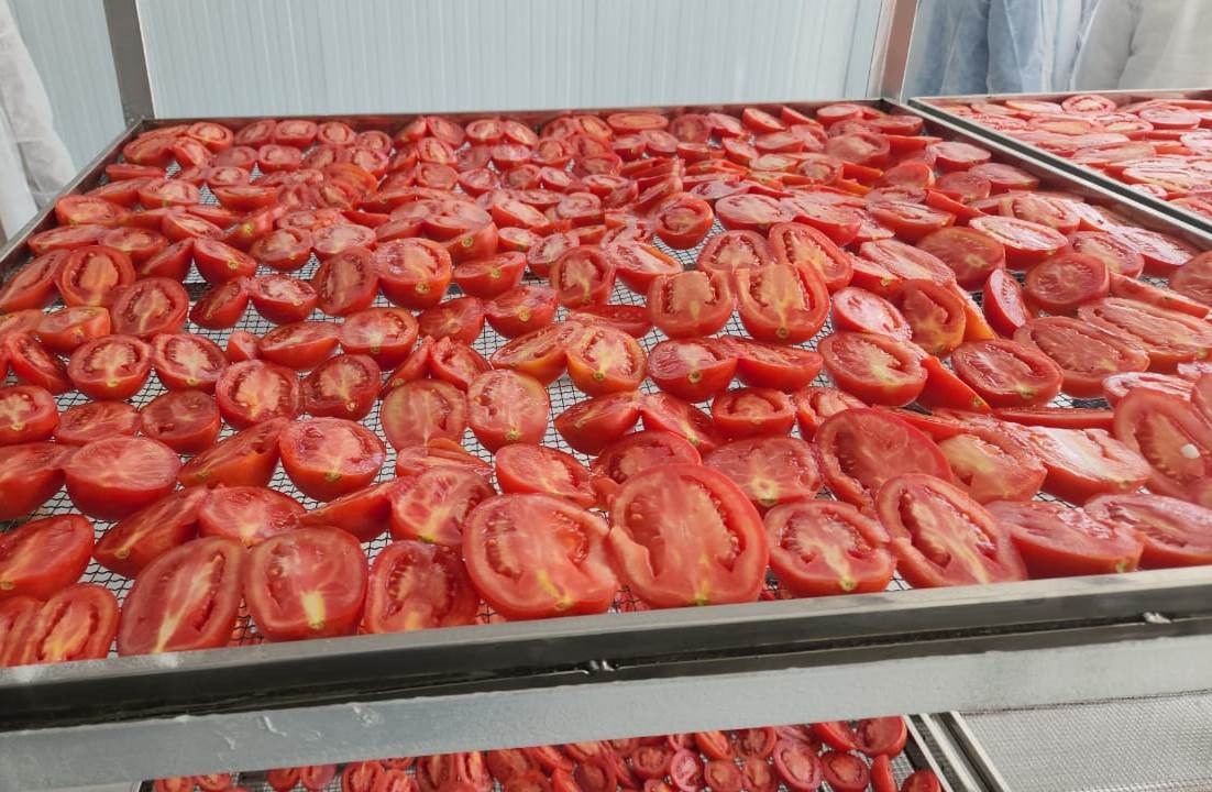 الطماطم خلال مرحلة التجفيف فى الشمس بمناشر الأقصر