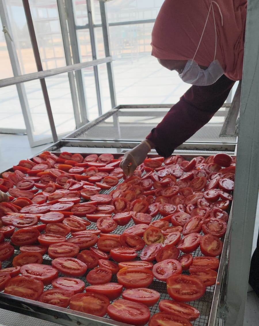 المرحلة الأخيرة بوضع الطماطم على المناشر لتجفيفها