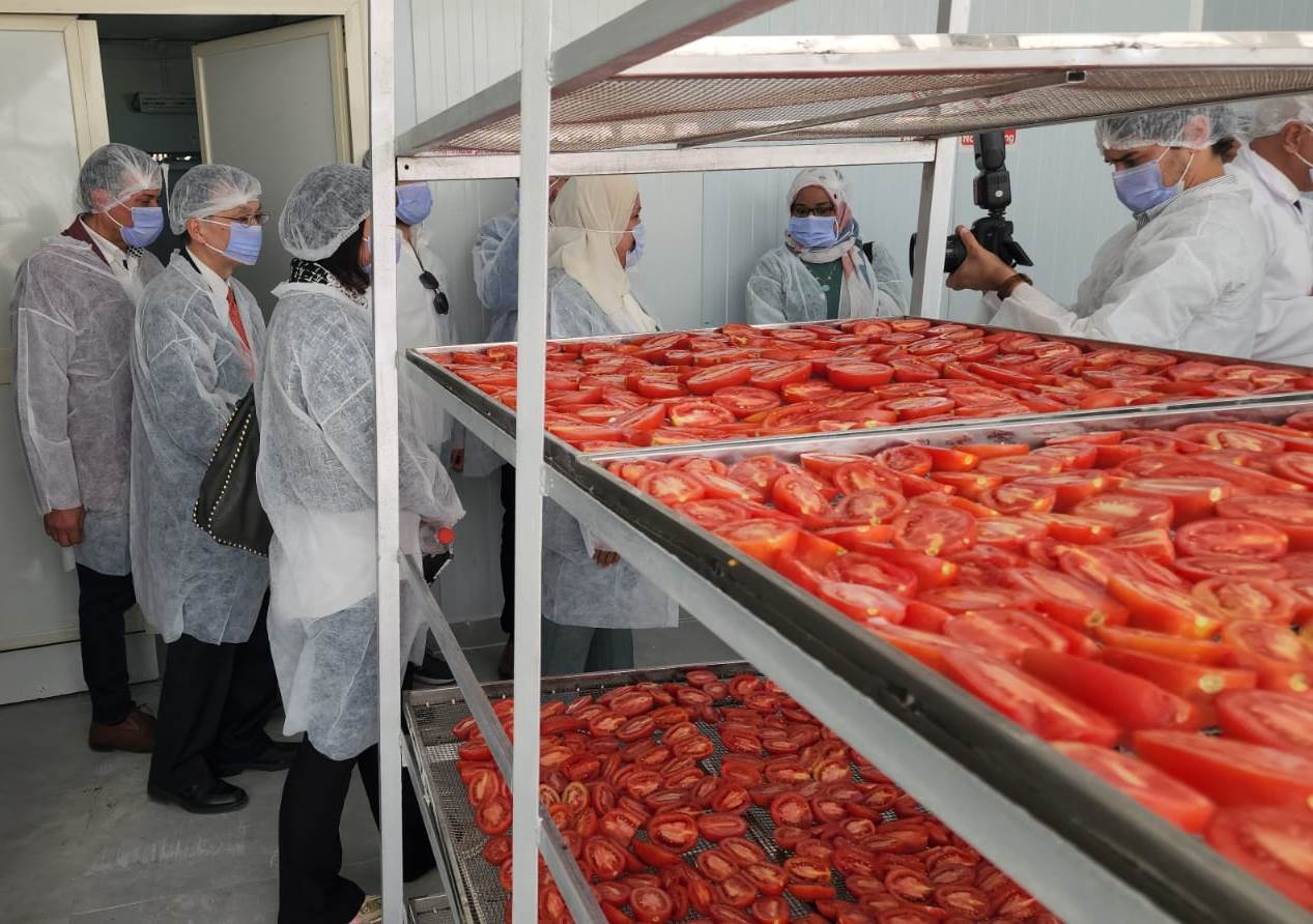 اليابان تقدم محطة جديدة لتجفيف الطماطم فى صحراوى الأقصر