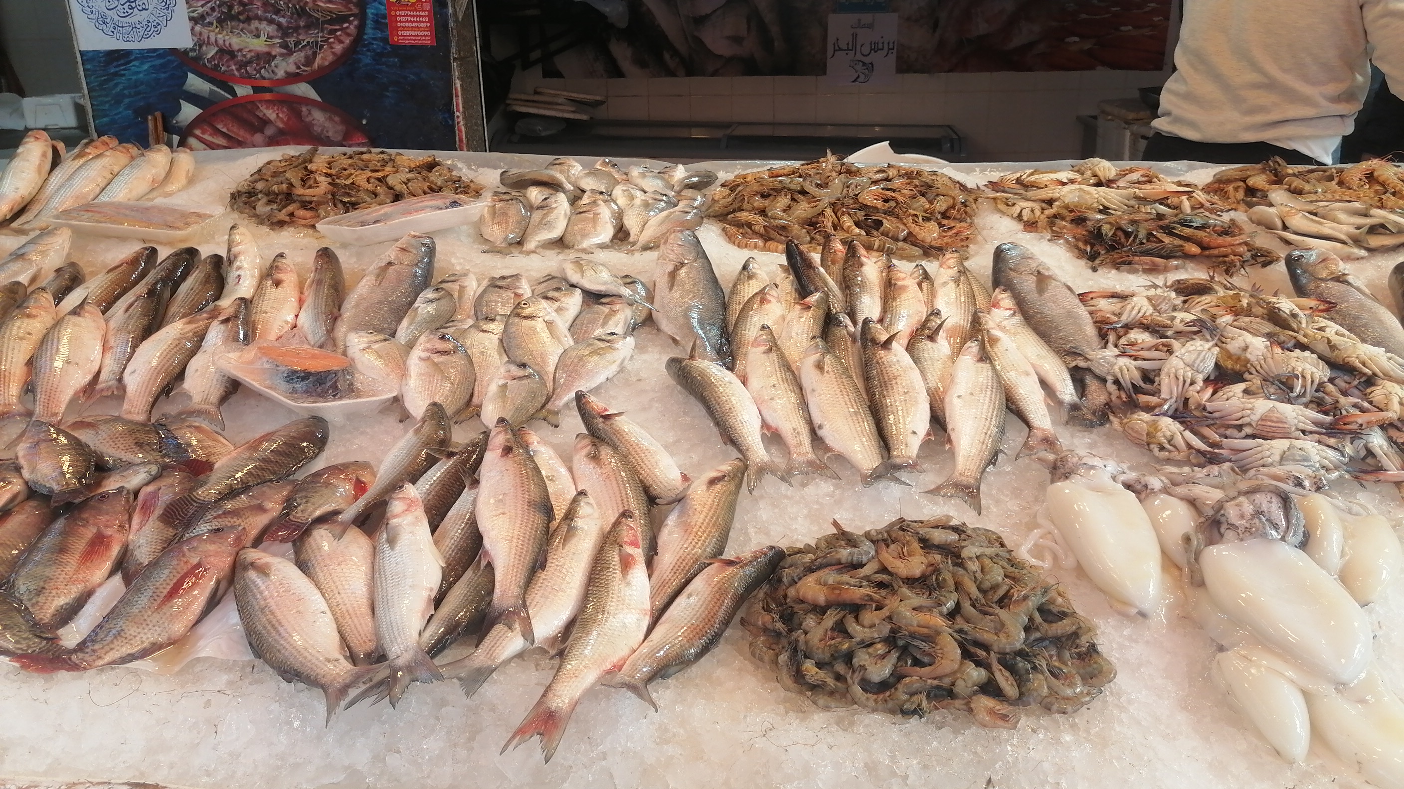 تشكيل الأسماك في السوق ثالث يوم