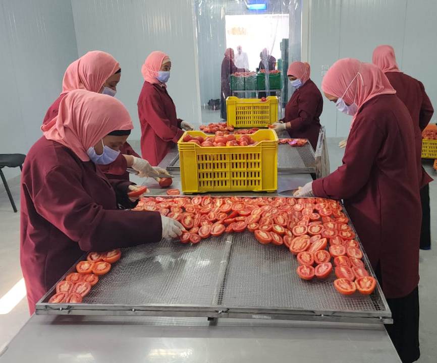 الطماطم المجففة كنز في الأقصر للمزارعين تباع حول العالم بالدولار