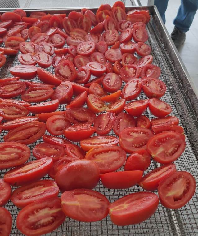 وضع الطماطم على المناشر قبل مرحلة التجفيف