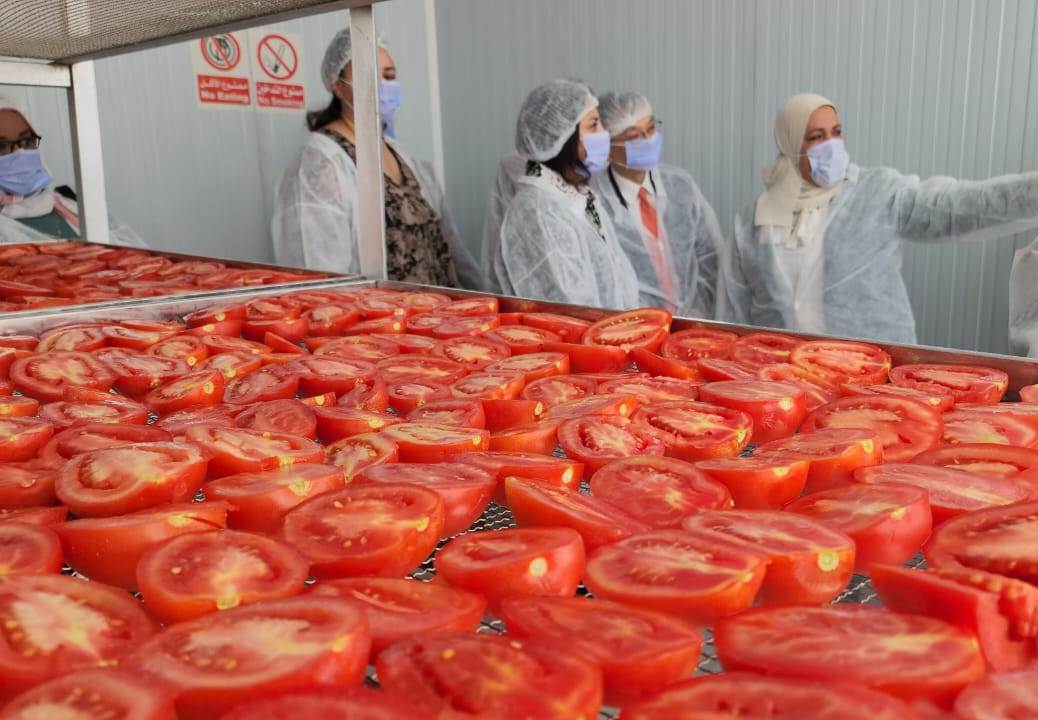 محطة جديدة لتجفيف الطماطم بالأقصر برعاية يابانية