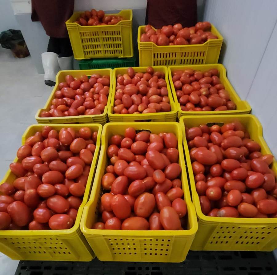 كميات الطماطم بالمناشر جاهزة للتجفيف
