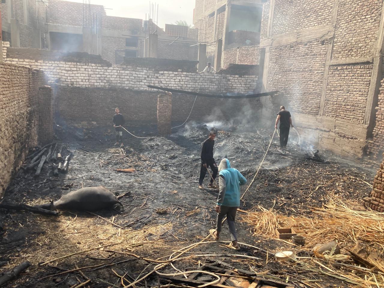 حريق مزرعة وأحواش بقرية الرمادى (3)