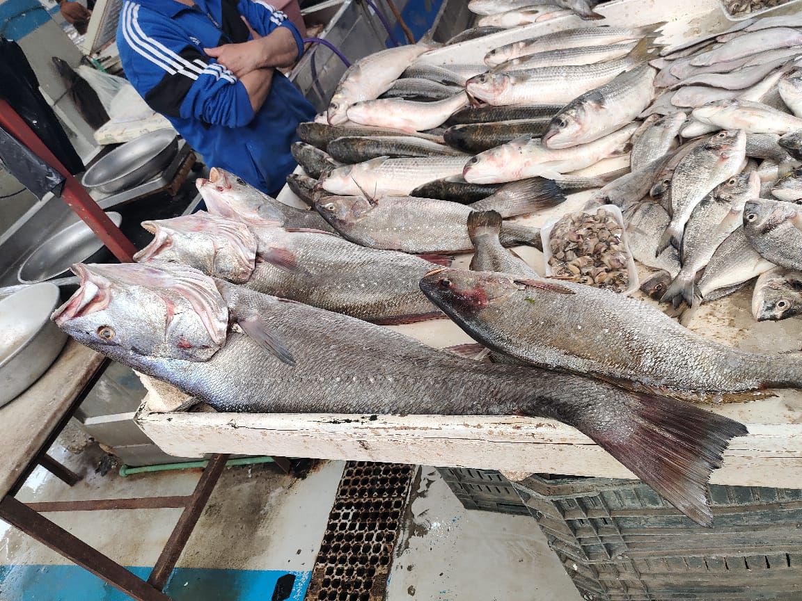 أكبر سمكة في سوق الأسماك (3)