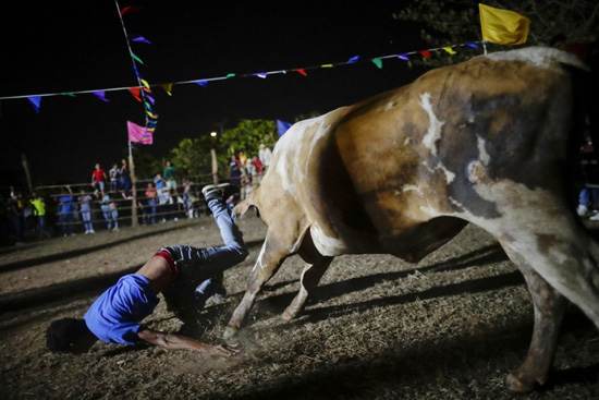 مسابقات رعاة البقر ومصارعة الثيران  (3)