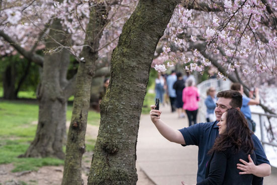 التقاط الصور التذكارية وسط أشجار الكرز  فى واشنطن