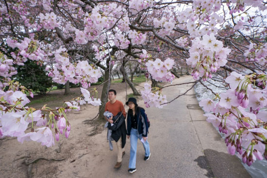 الربيع فى واشنطن تفتح أشجار الكرز