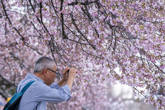 رجل يلتقط صورا لاشجار الكرز الوردية