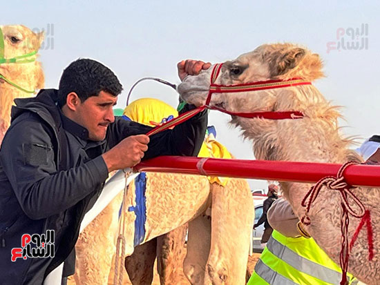 معدات سباق الهجن في العلمين