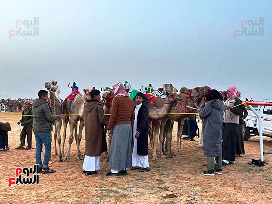 مواطنون خلال فعاليات سباق الهجن في العلمين