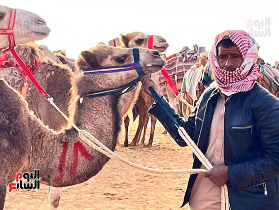 مشارك في سباق الهجن بالعلمين