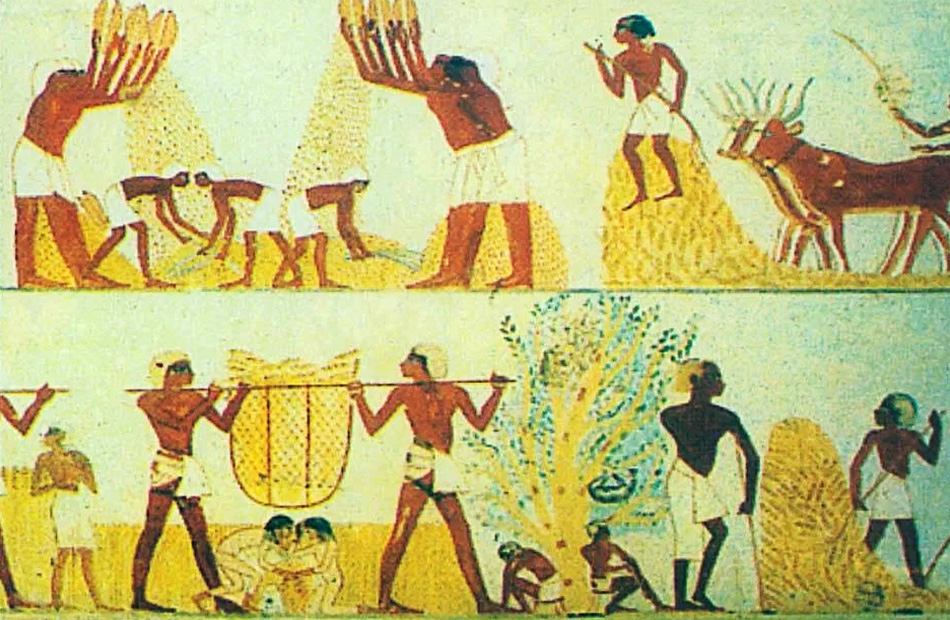 صور حصاد البقوليات  فى الحضارة الفرعونية