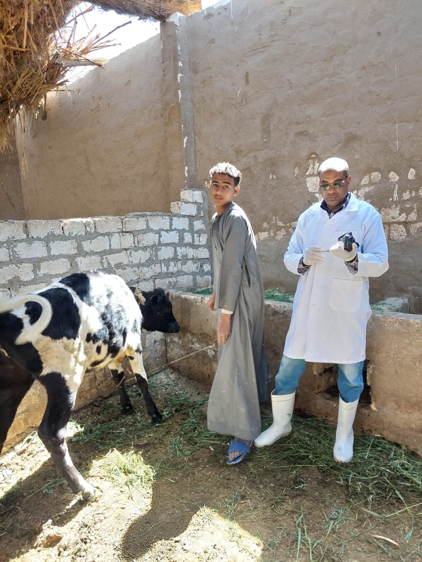 حملة تحصين الماشية ضد الحمى القلاعية وحمى الوادى المتصدع