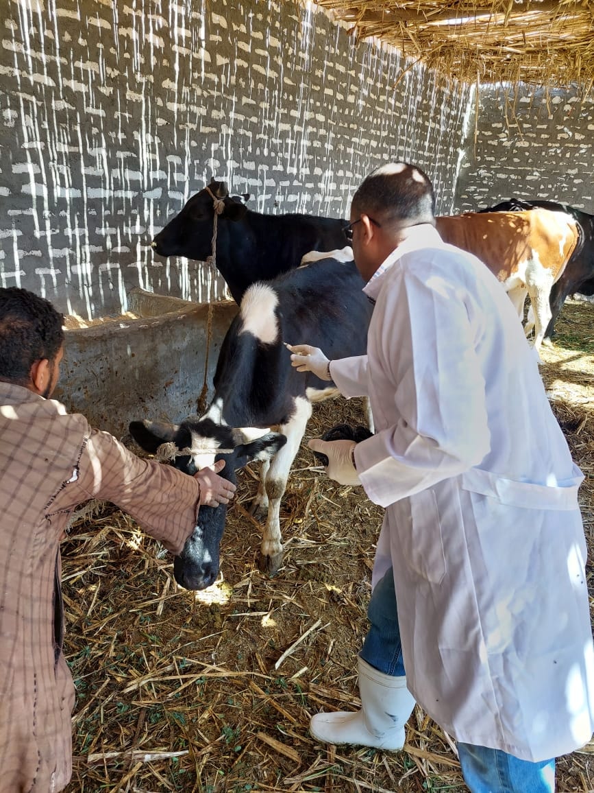 حملات تحصين الماشية ضد الحمى القلاعية وحمى الوادى المتصدع بالأقصر