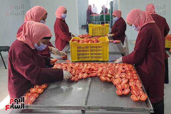الطماطم-المجففة-كنز-في-الأقصر-للمزارعين-تباع-حول-العالم-بالدولار