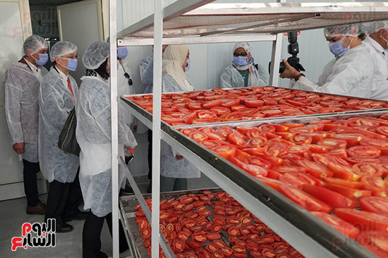 اليابان-تقدم-محطة-جديدة-لتجفيف-الطماطم-فى-صحراوى-الأقصر