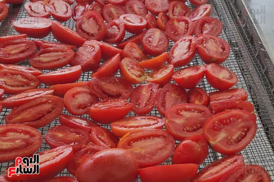 وضع-الطماطم-على-المناشر-قبل-مرحلة-التجفيف