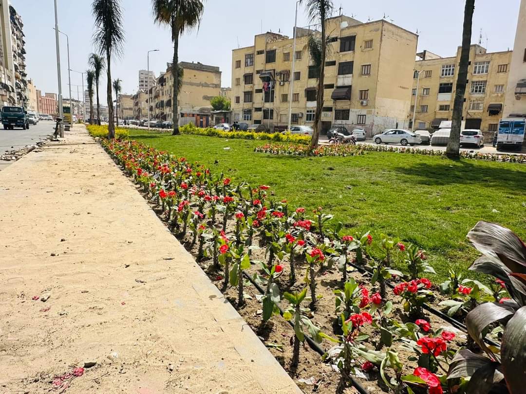 زراعات الشوارع في بورسعيد