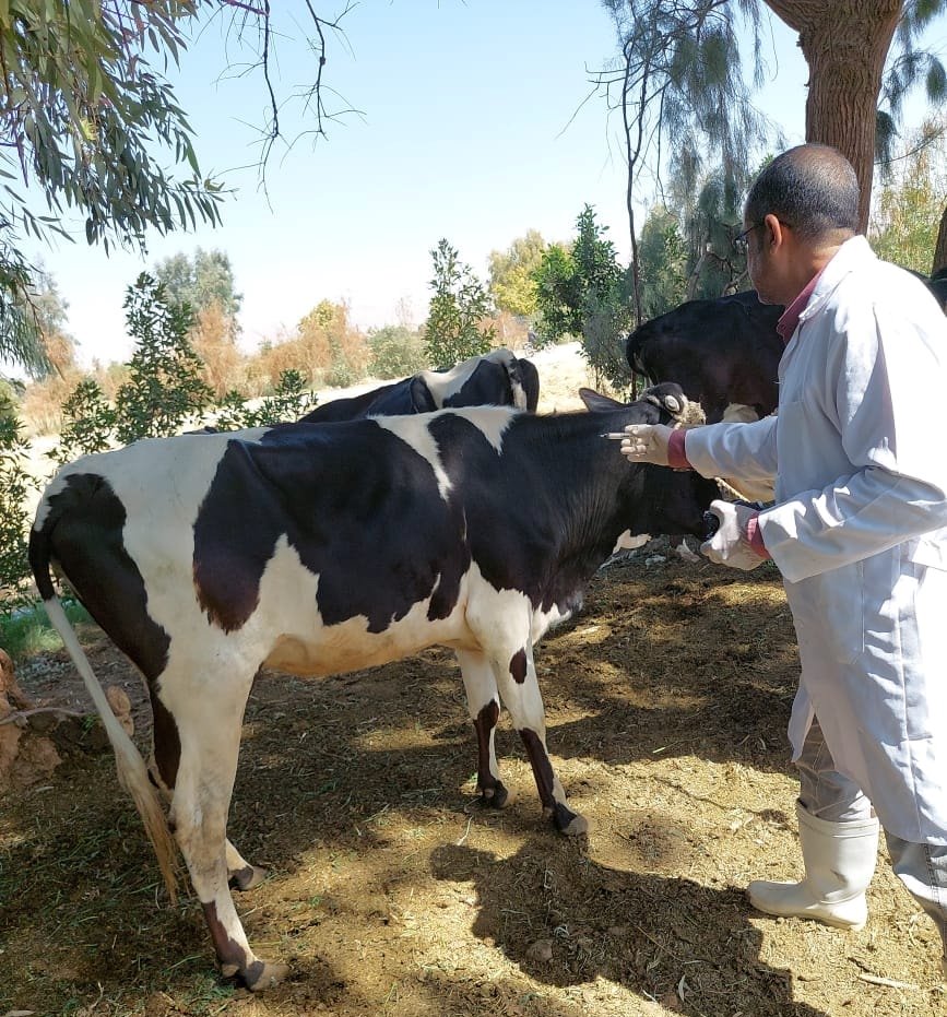 تحصين الماشية بمقر الوحدة البيطرية بقرية الدير