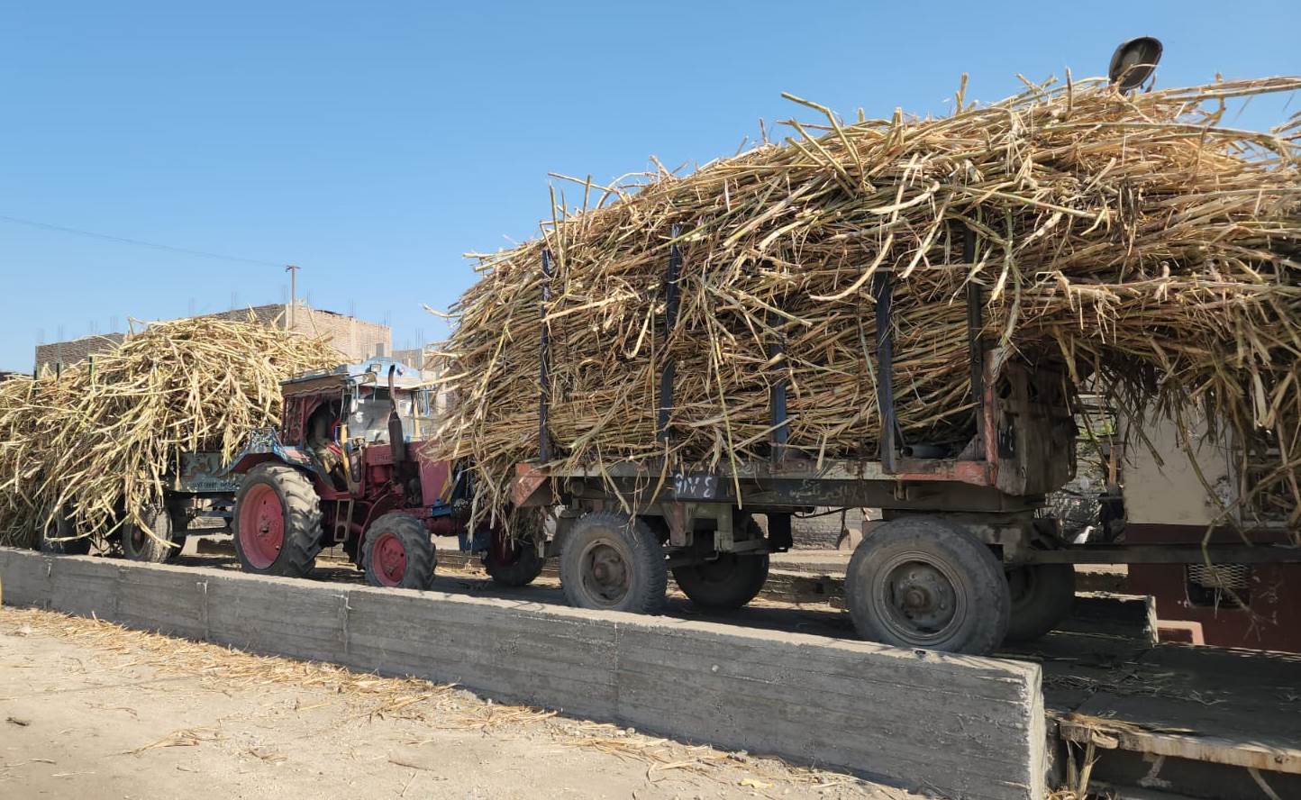 نقل أطنان القصب من مزارع الأقصر