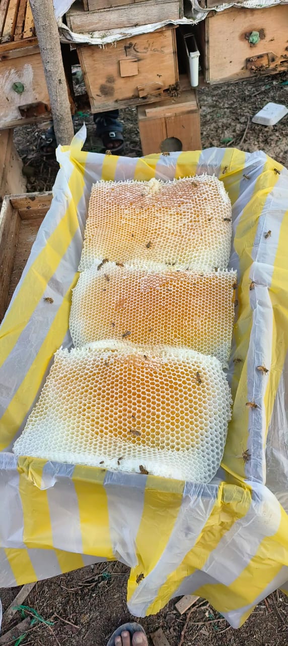 شمع عسل النحل