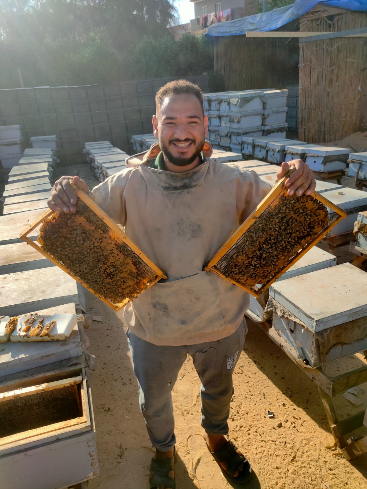 تربية النحل وانتاج العسل