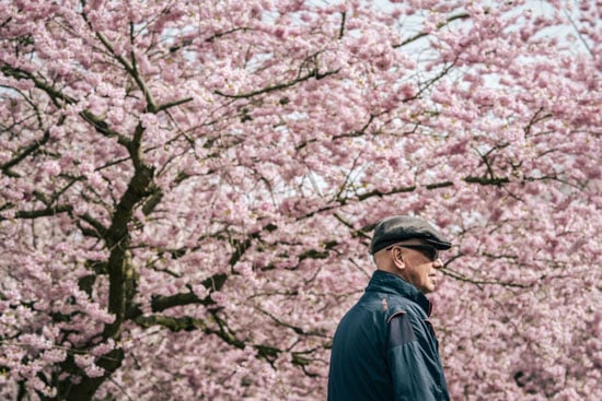 حدائق الدنمارك تتزين بالكرز الوردى