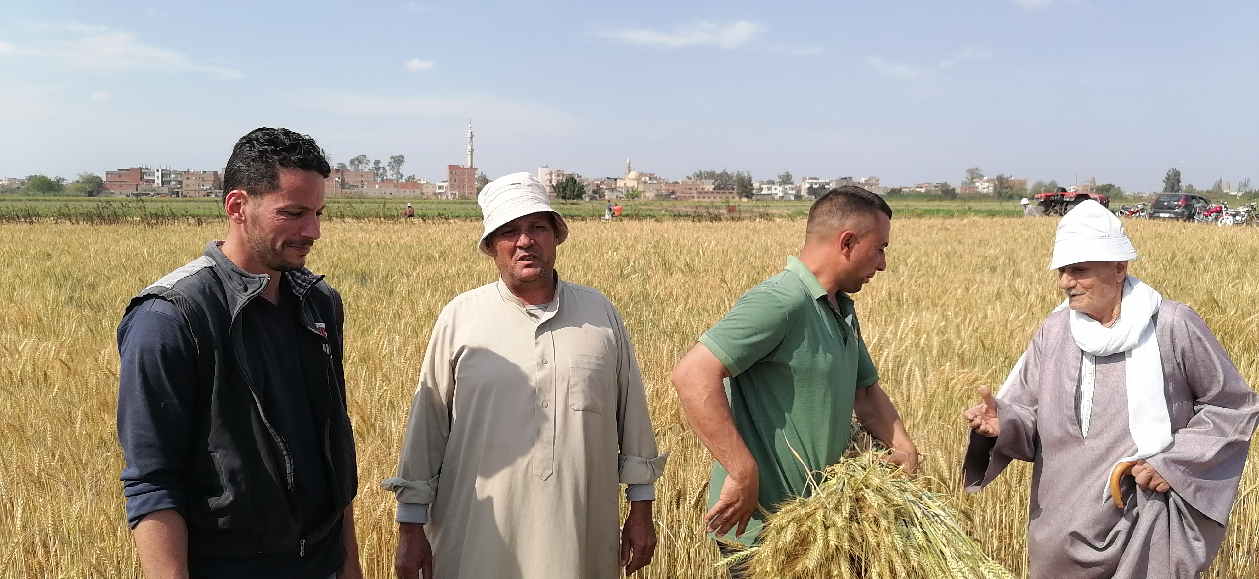 المزارعين وحصاد القمح المزارعين وحصاد القمح