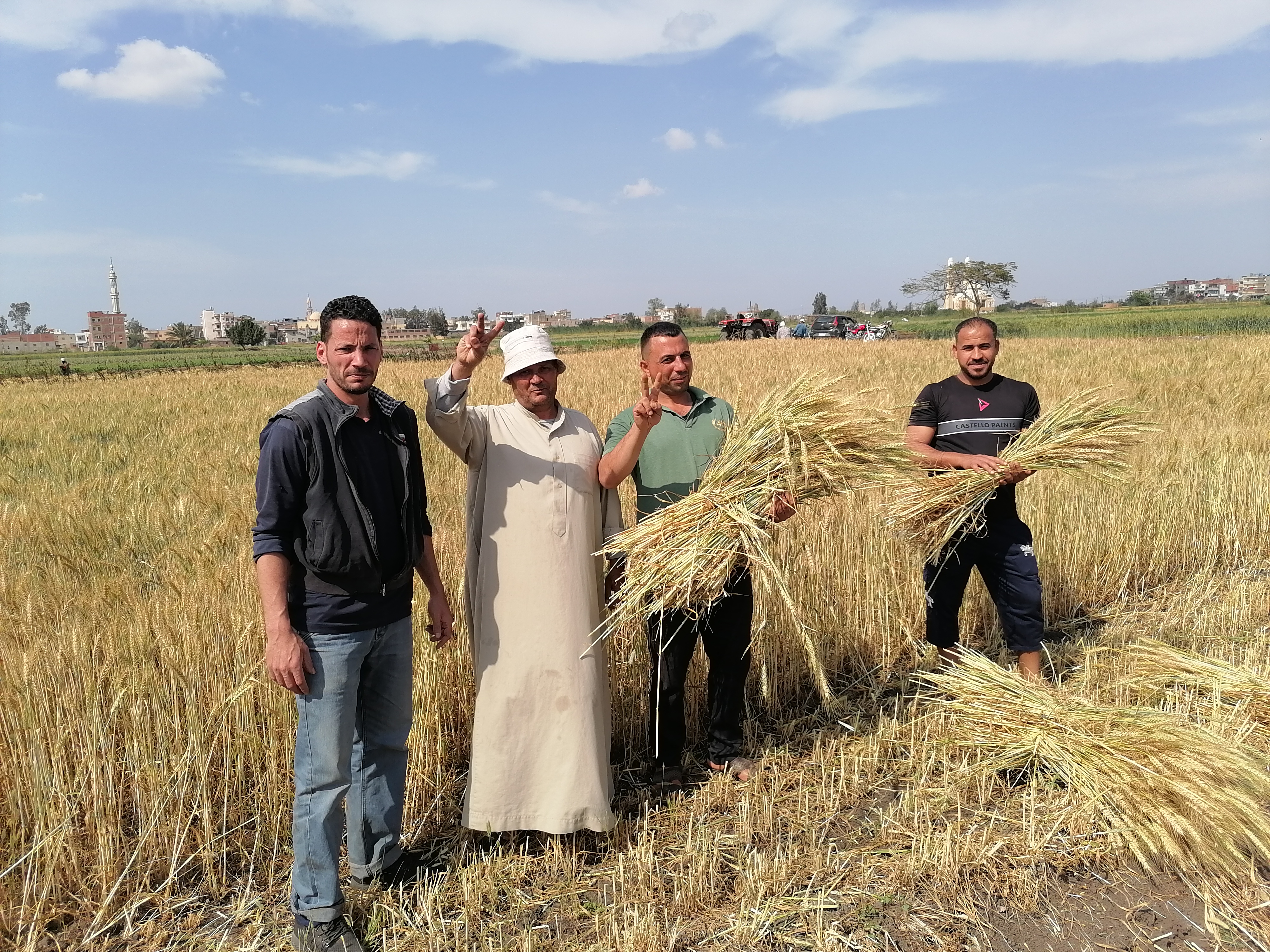 فرحة المزارعين بسعر توريد القمح بالدقهلية فرحة المزارعين بسعر توريد القمح بالدقهلية