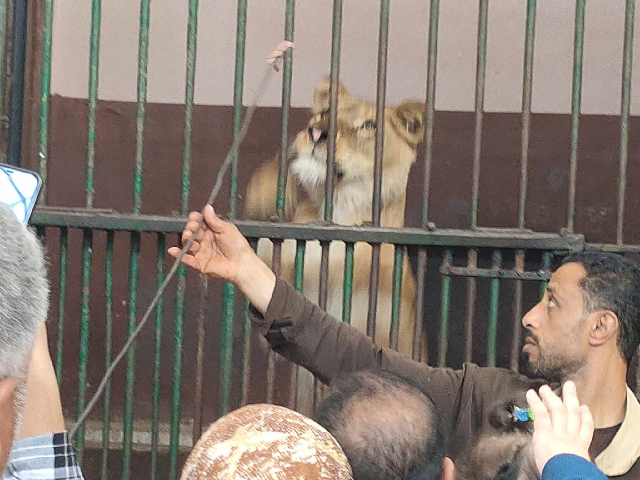 توافد كبير علي بيت الاسد داخل حديقة حيوان الإسكندرية