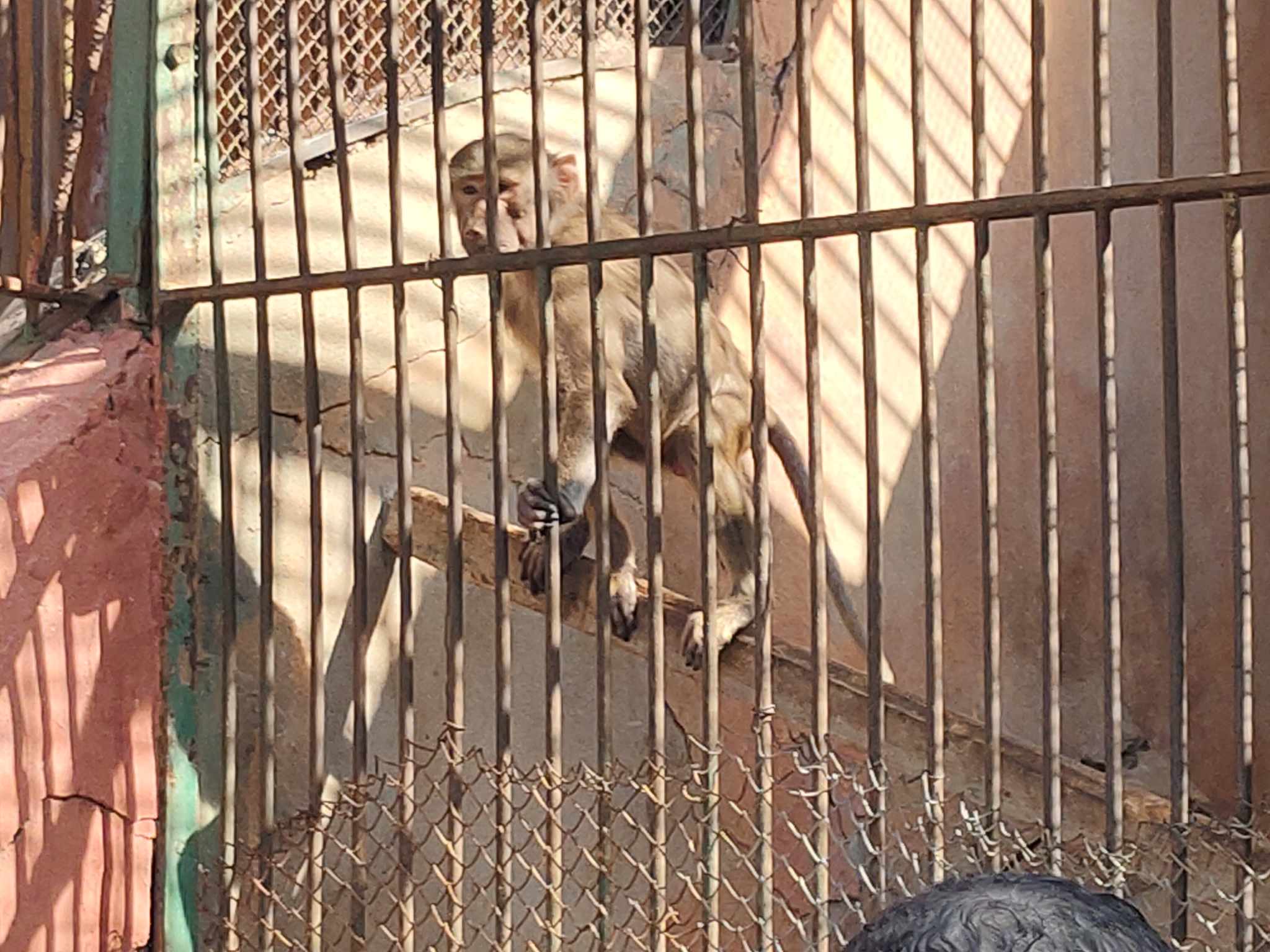 القرد داخل حديقة حيوان الإسكندرية_1
